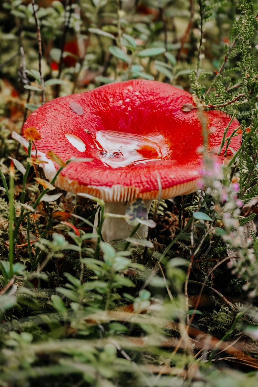 Mushroom Forest Rain