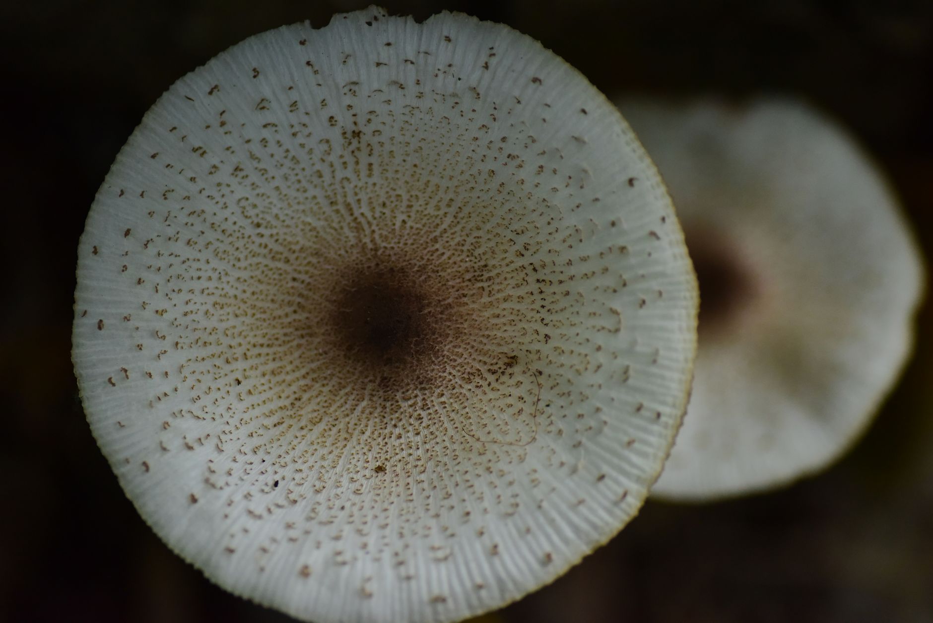 Spore Print