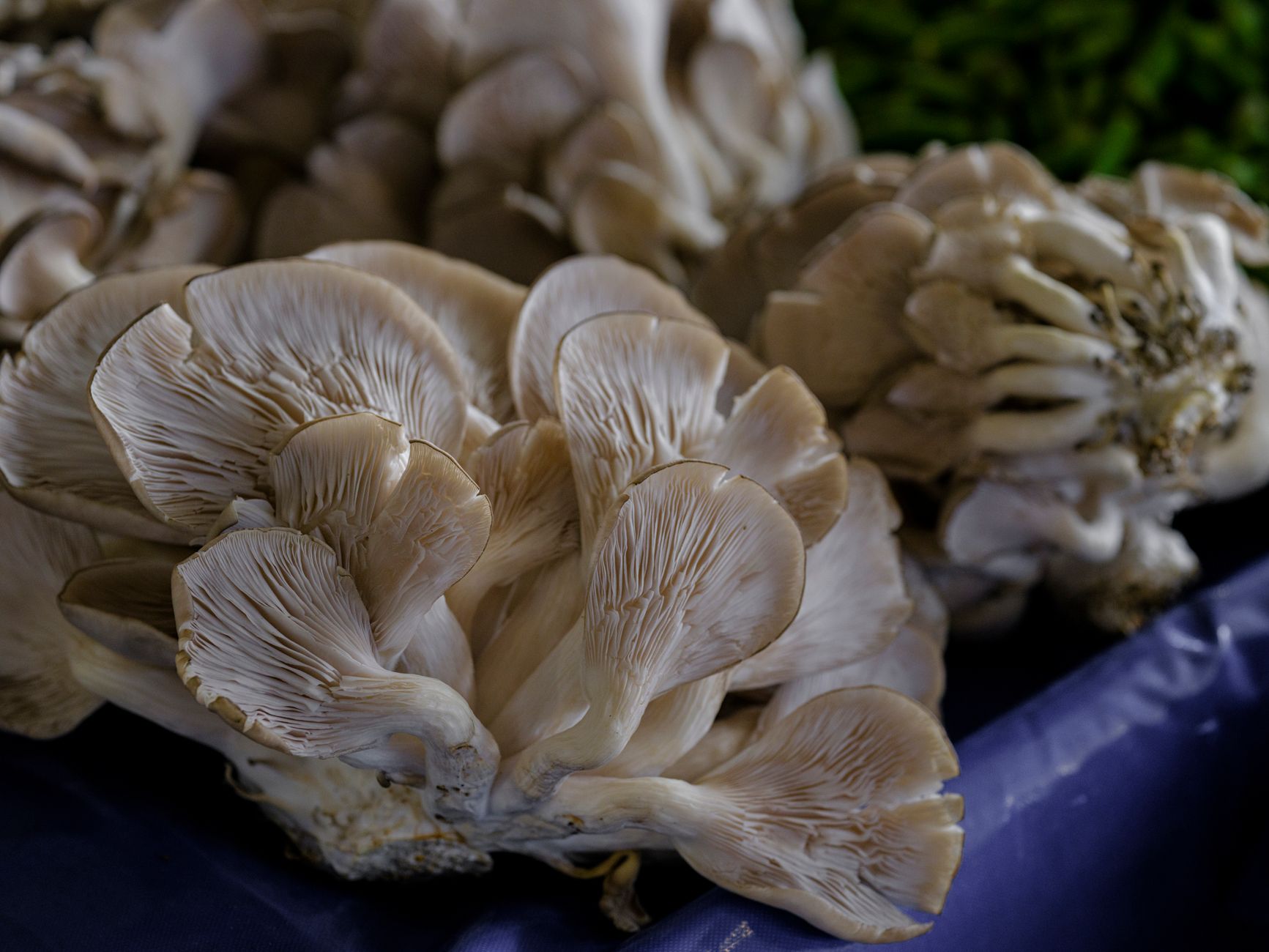 Oyster Mushrooms Cluster