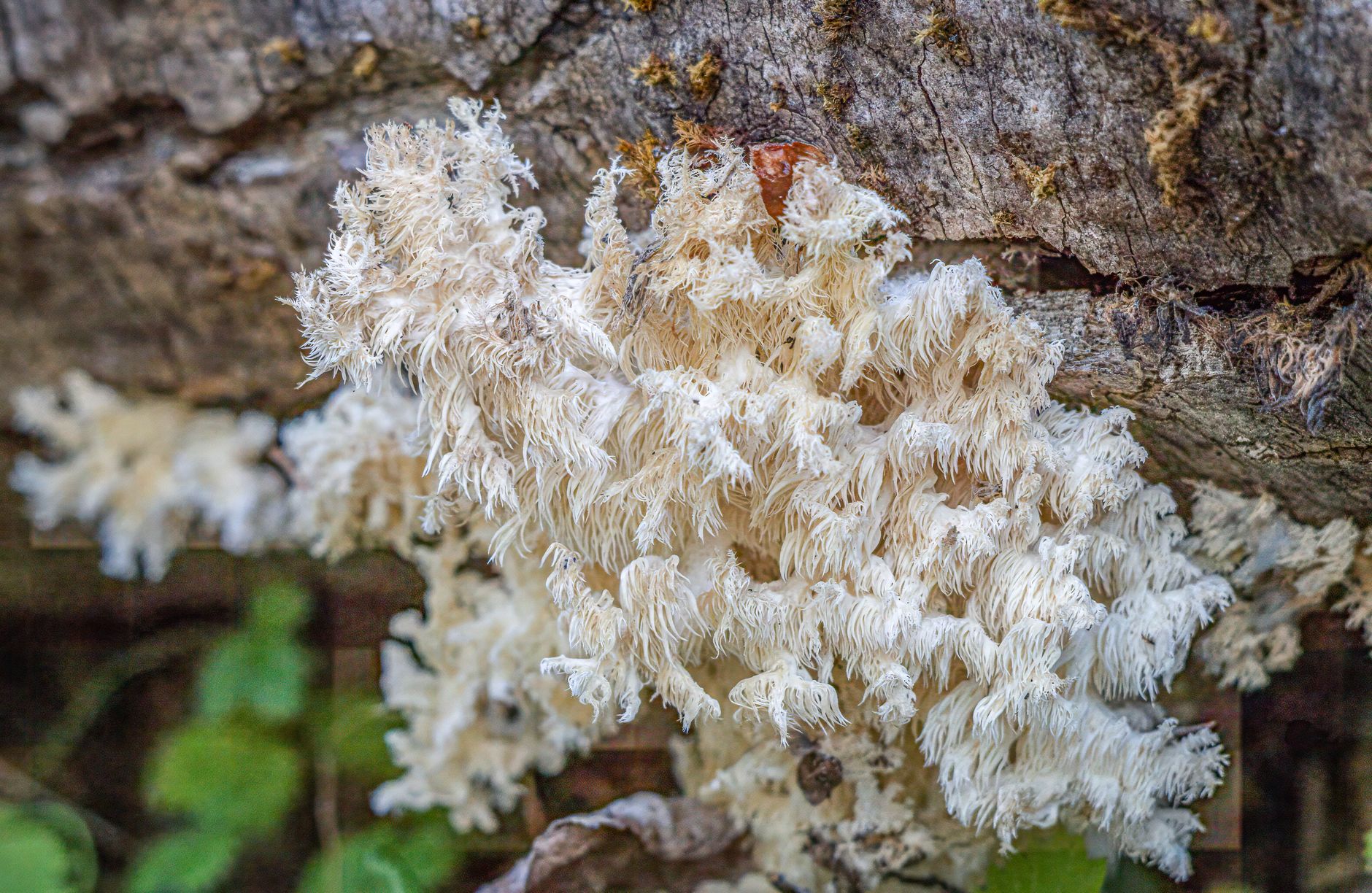 Lions Mane Mushroom