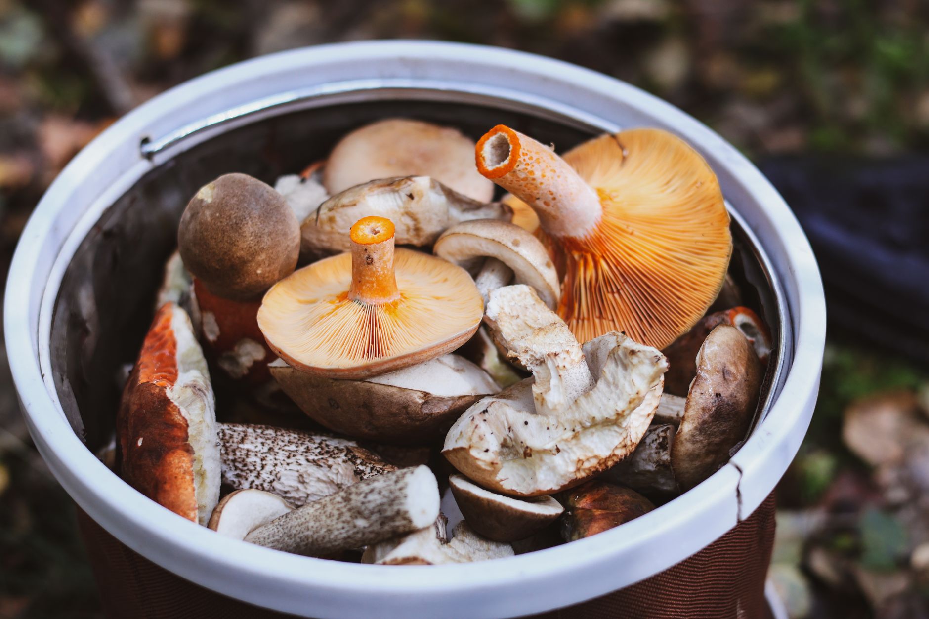Wild Mushrooms Basket