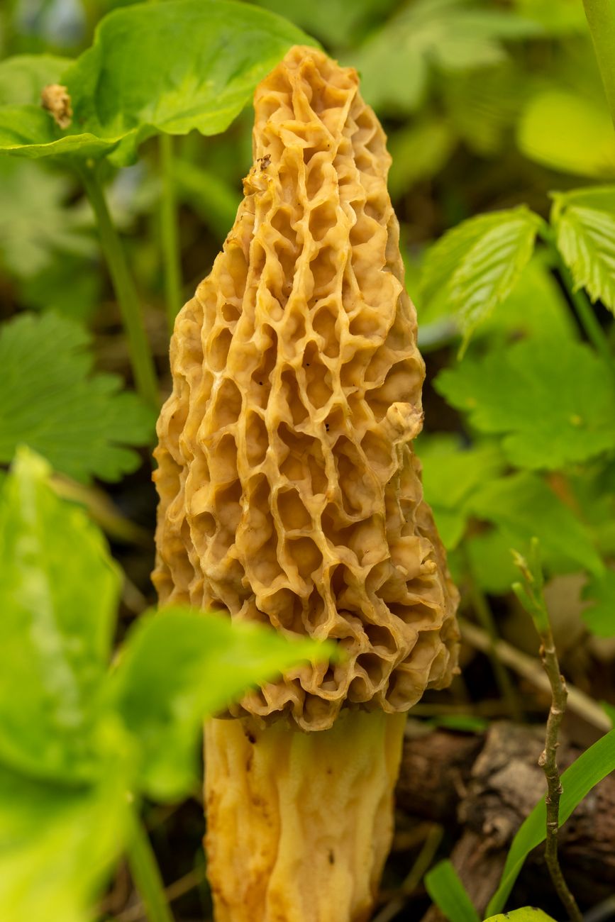 Morel Spring